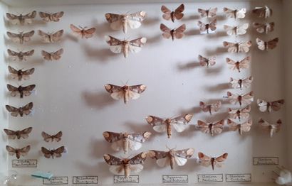 Boîte entomologique vitrée comprenant 42...