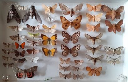 Boîte entomologique vitrée comprenant 44...