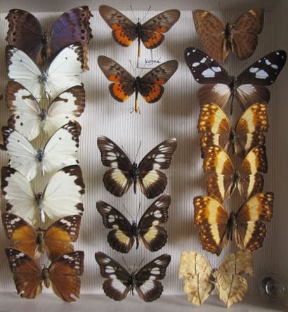 Glass entomological box containing 28 specimens...