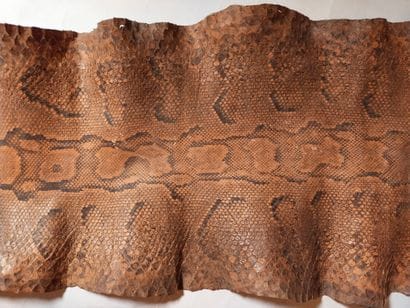 Peau tannée de python

Python regius II/B...