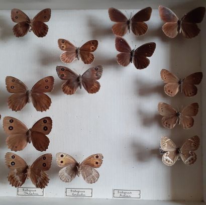 Entomological glass box containing 19 specimens...
