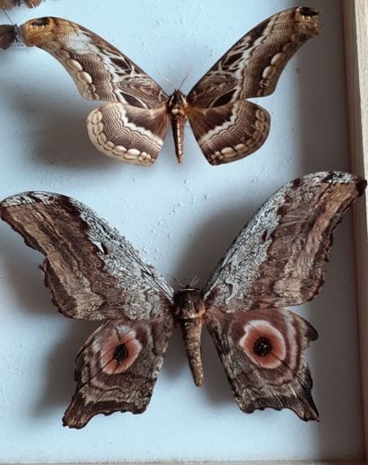 Large glass entomological box with more than...