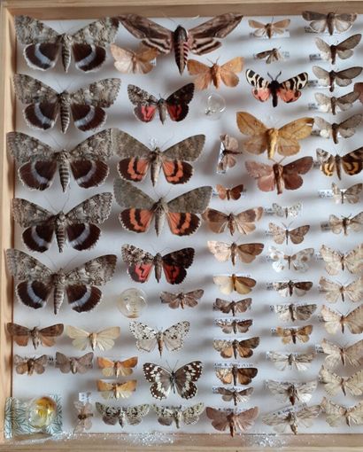 Grande boîte entomologique vitrée comprenant...