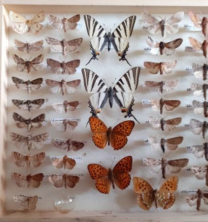 Entomological glass box with more than 50...