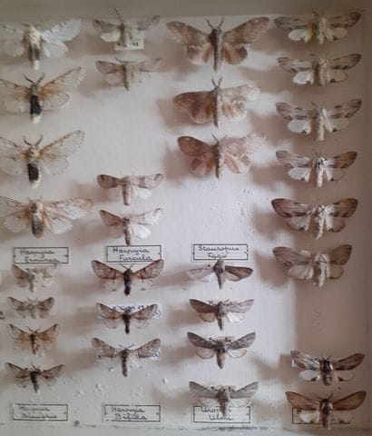 Boîte entomologique vitrée comprenant 54...