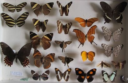Glass entomological box containing 23 specimens...