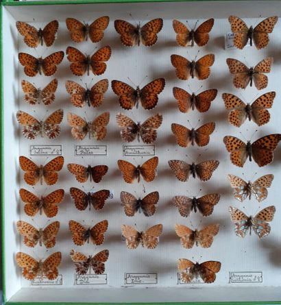 Boîte entomologique vitrée comprenant 45...