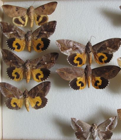 Boîte entomologique vitrée comprenant 10...