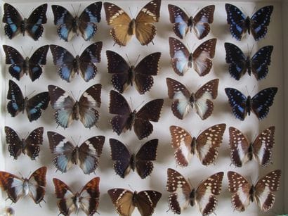 Large glass entomological box containing...