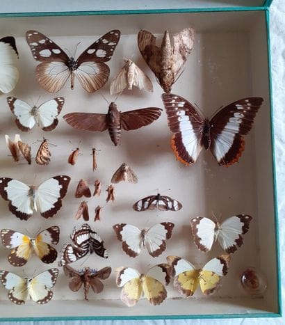 Boîte entomologique vitrée comprenant plus...