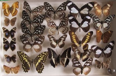 Glass entomological box containing 25 specimens...