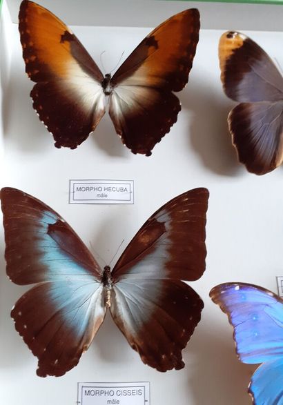 Grande boîte entomologique vitrée comprenant...