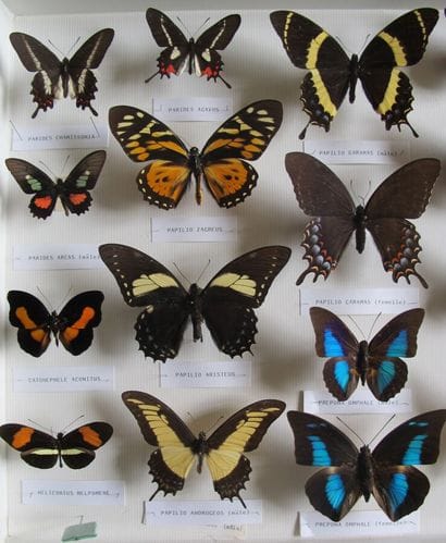 Large glass entomological box with 20 specimens...