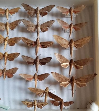 Glass entomological box containing 33 specimens...