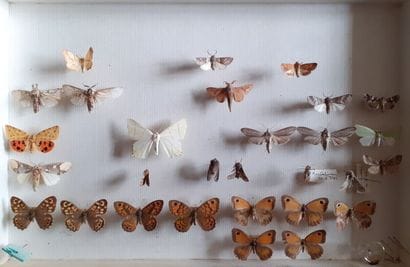 Entomological glass box containing about...