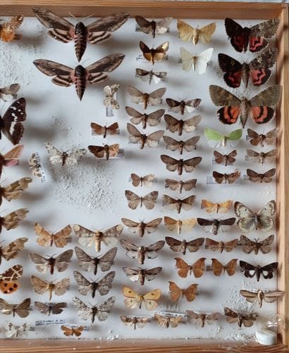Grande boîte entomologique vitrée comprenant...