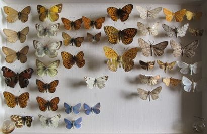 Glass entomological box with 40 specimens...