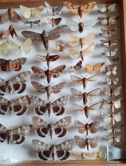 Large glass entomological box with more than...