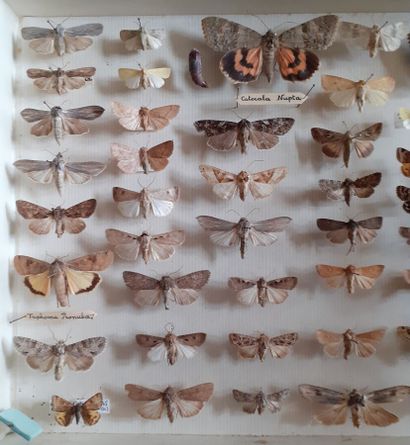 Boîte entomologique vitrée comprenant plus...