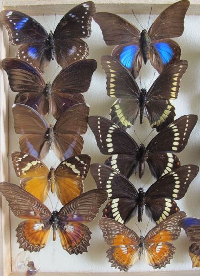 Boîte entomologique vitrée comprenant 20...