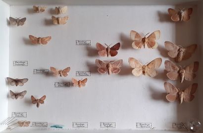 Boîte entomologique vitrée comprenant 19...