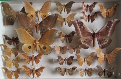 Boîte entomologique vitrée comprenant 25...