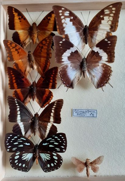 Boîte entomologique vitrée comprenant 10...