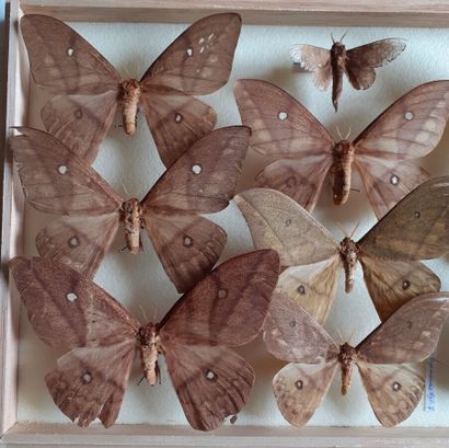 Boîte entomologique vitrée comprenant 10...