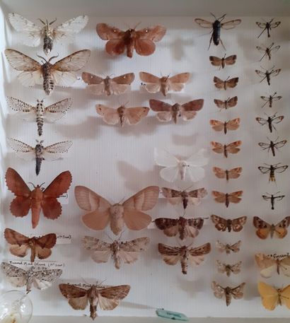 Boîte entomologique vitrée comprenant 57...