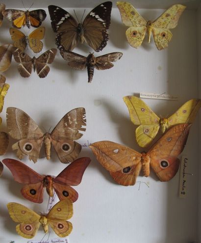 Grande boîte entomologique vitrée comprenant...