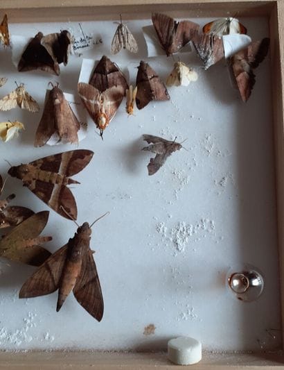 Boîte entomologique vitrée comprenant plus...