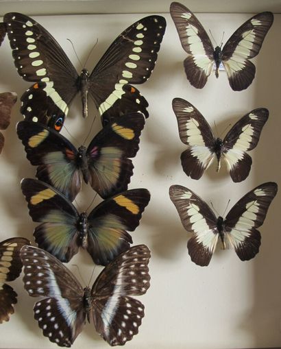 Boîte entomologique vitrée comprenant 15...