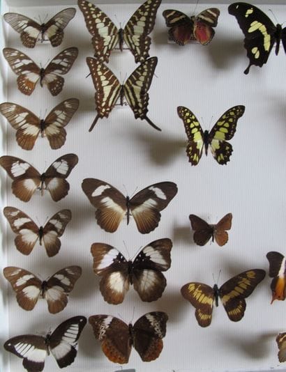 Grande boîte entomologique vitrée comprenant...