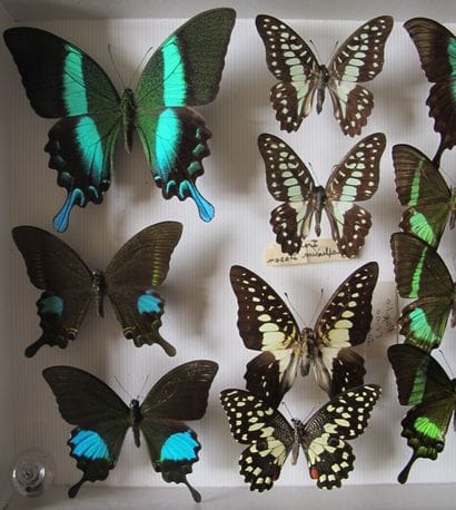 Boîte entomologique vitrée comprenant 15...