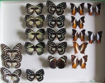 Large glass entomological box with 20 specimens...