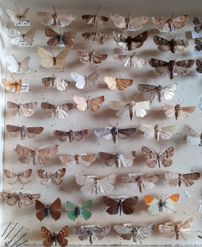 Boîte entomologique vitrée comprenant plus...