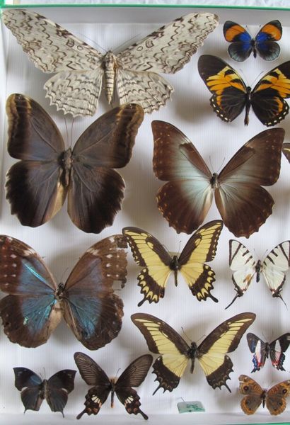 Grande boîte entomologique vitrée comprenant...