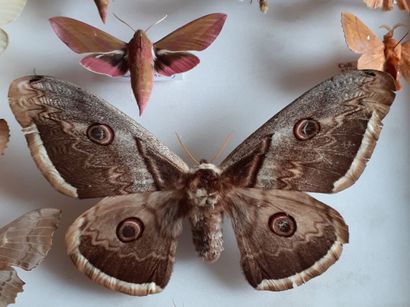 Grande boîte entomologique vitrée comprenant...