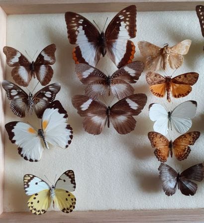 Glass entomological box containing 19 specimens...