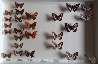 Boîte entomologique vitrée comprenant 24...