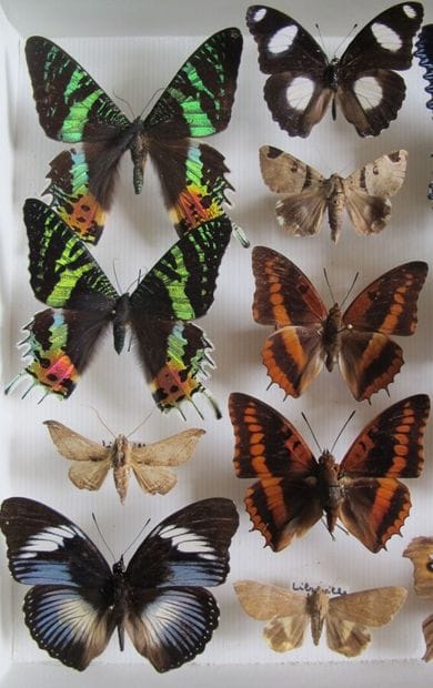 Glass entomological box containing 26 specimens...