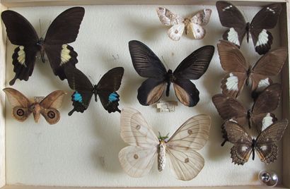 Boîte entomologique vitrée comprenant 10...