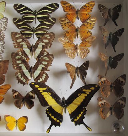 Boîte entomologique vitrée comprenant 25...