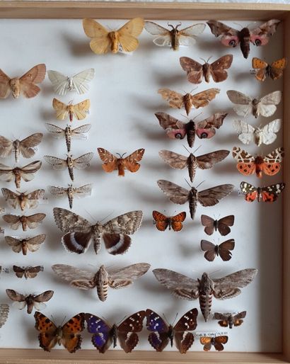 Grande boîte entomologique vitrée comprenant...