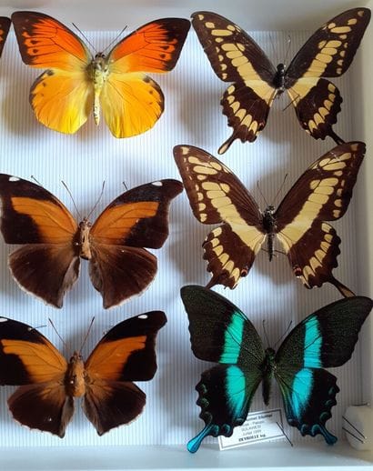 Glass entomological box containing 14 specimens...