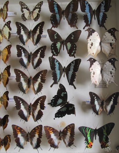 Grande boîte entomologique vitrée comprenant...