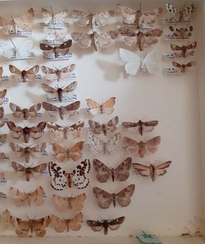 Entomological glass box containing more than...