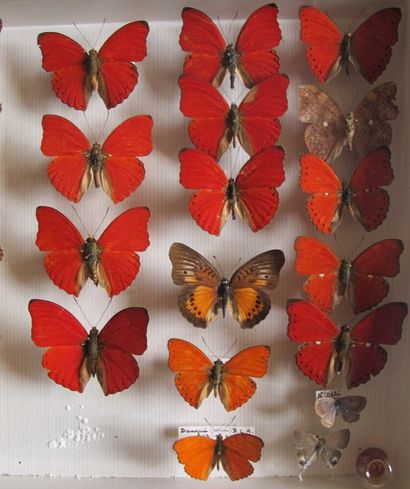 Boîte entomologique vitrée comprenant 33...