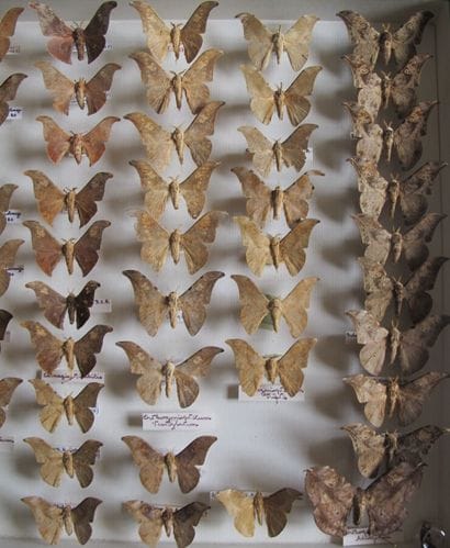 Large glass entomological box with more than...