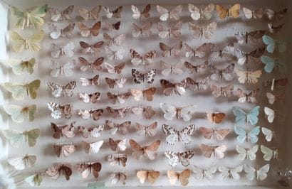 Entomological glass box containing more than...